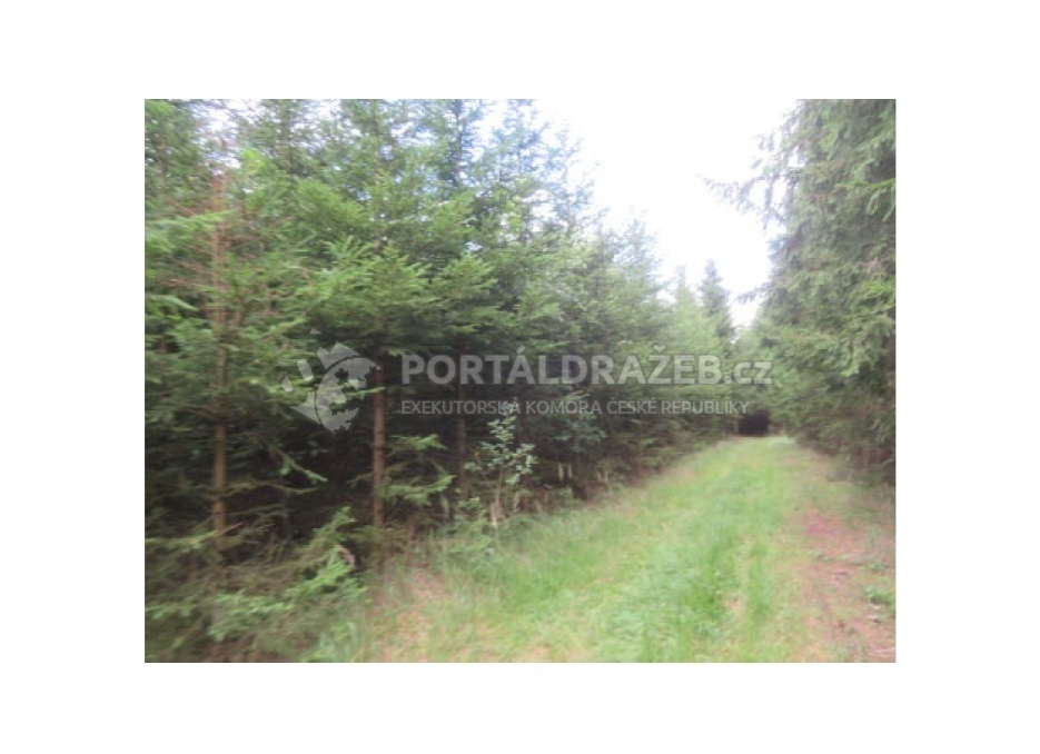 Lesní pozemek 19.643 m2, podíl 1/2, k.ú. Nová Ves u Světlé nad Sázavou