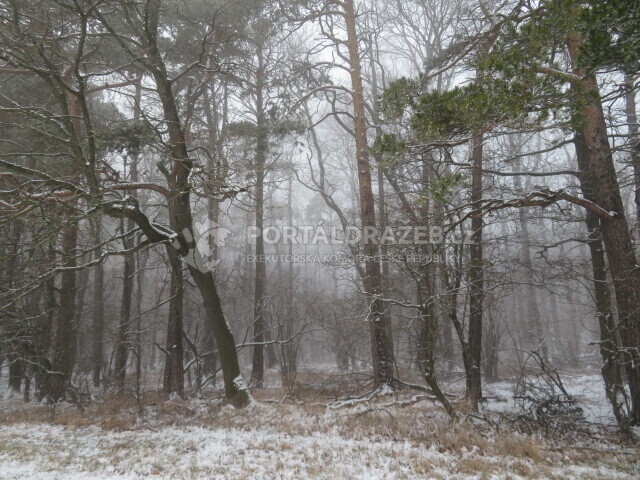 Lesní pozemek o velikosti 208 698m2, Tasov nad